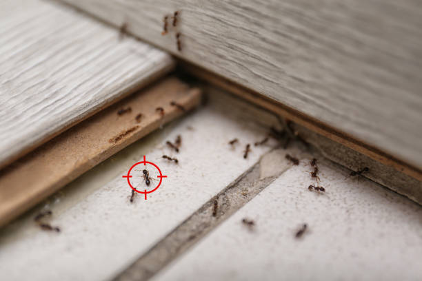 Trusted Middletown, CT Pest Control Experts
