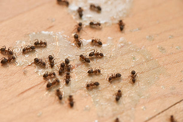 Insect Control in Middletown, CT