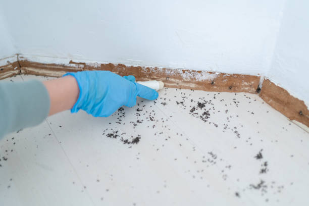 Best Local Pest Control Services  in Middletown, CT